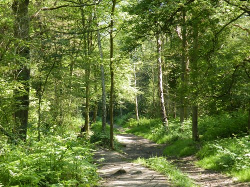 Ruislip Woods