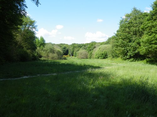 Ruislip Woods