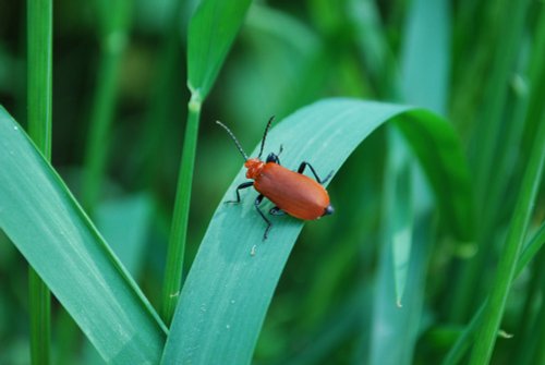 Cardinal Beetle