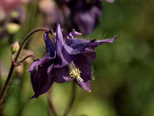 Columbine by Birmingham and Worcester Canal, Dunhampstead, Oddingley, Worcs.