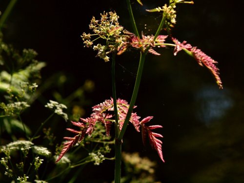 Umbelliferae, Brimingham and Worcester Canal, Dunhampstead near Oddingley, Worcs.