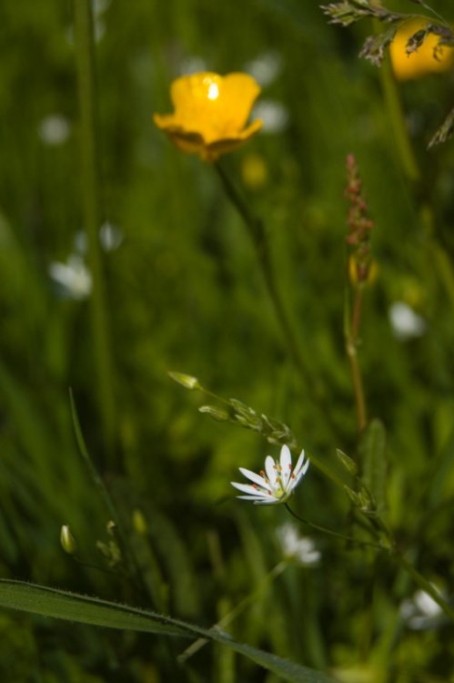 Flowers at Bodymoor heath