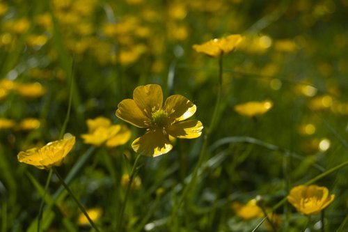 Buttercups