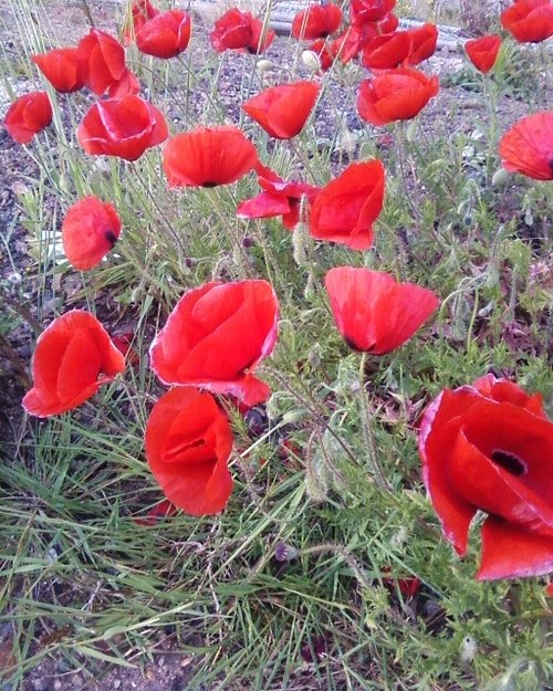 Poppies.....