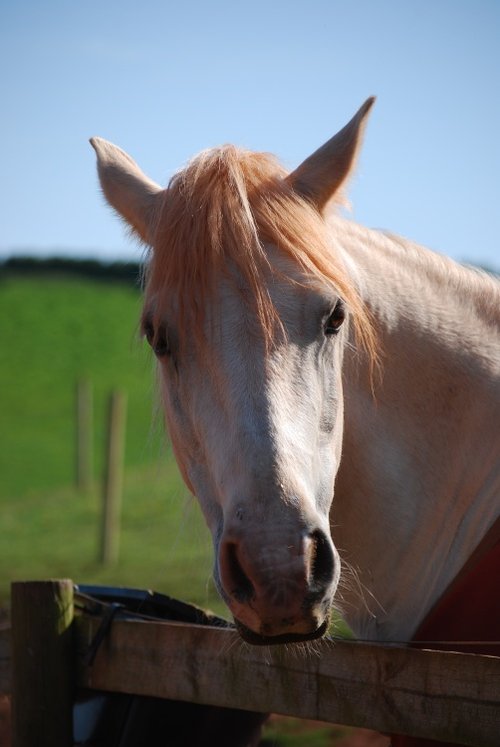 Beautiful horse