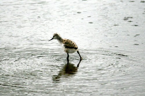 Avocet Chick.