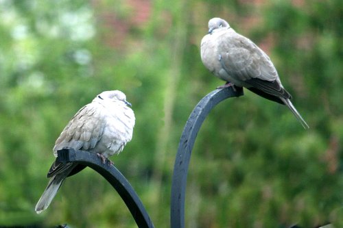 Collared Dove.