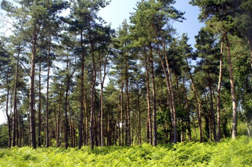 Just a line of trees.