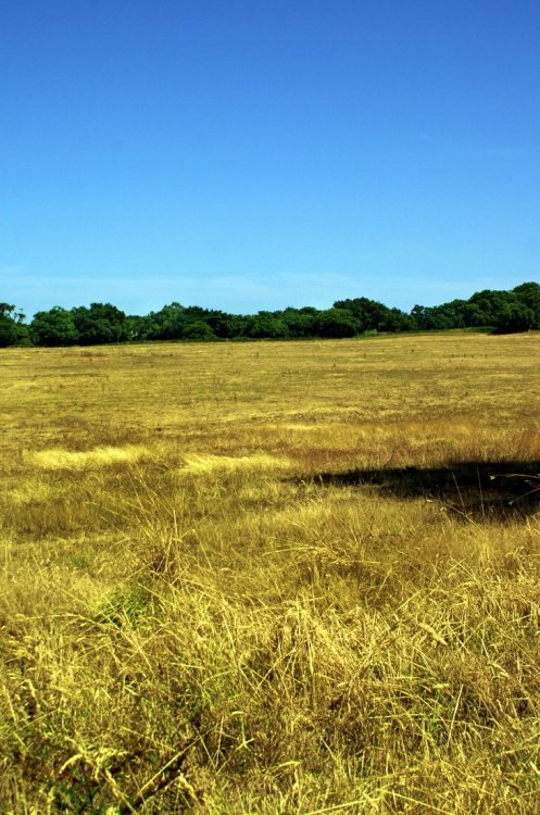 The harvested field.