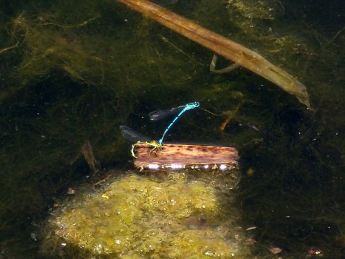 Damselfly