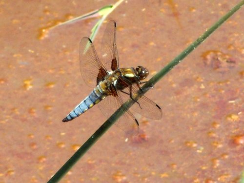 Dragonfly