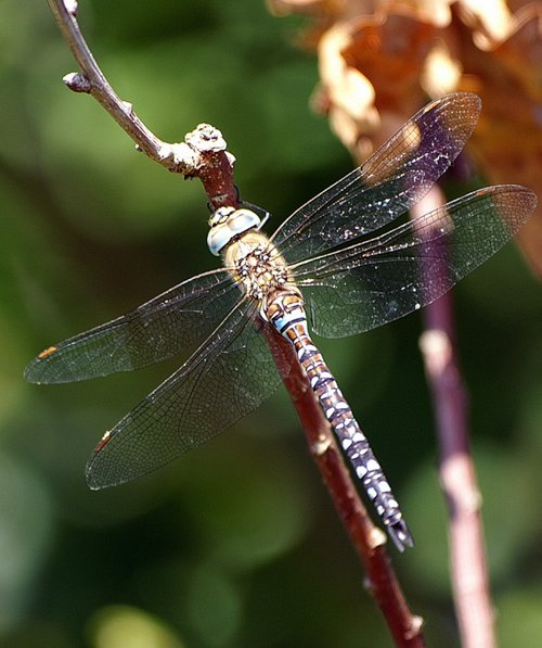 Just hanging about.