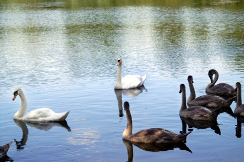 Mum, Dad and six babies.