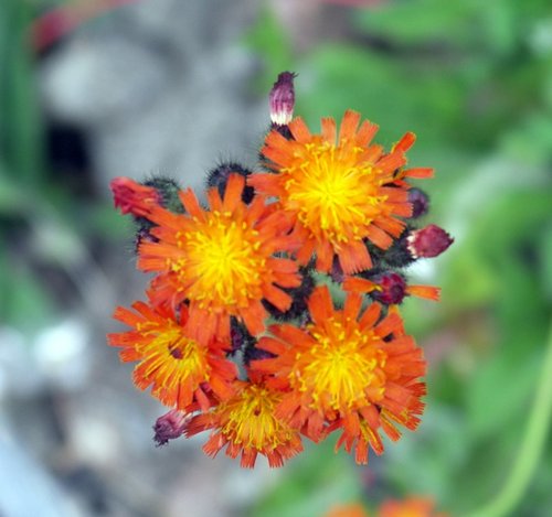 Flower under Loughrigg