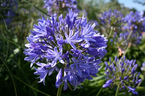 In the Botanic Gardens