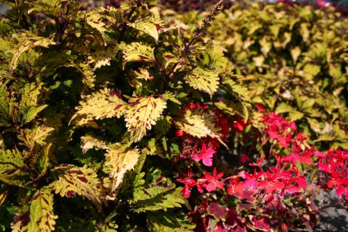 In the Botanic Gardens