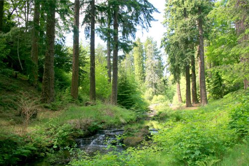 Woodland walk at Cragside