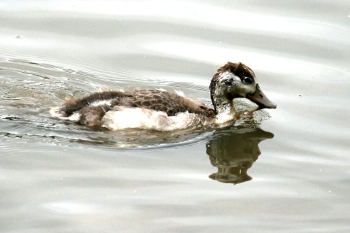 Common Shelduck Chick.