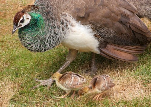 East Park Peacock and chicks 2