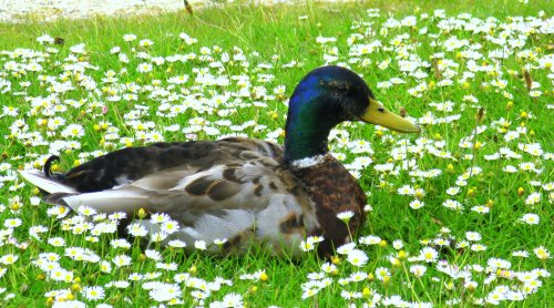 Mallard at Carsington Water