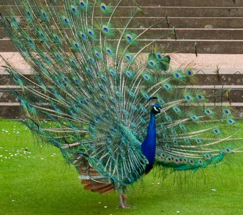 Peacock fan