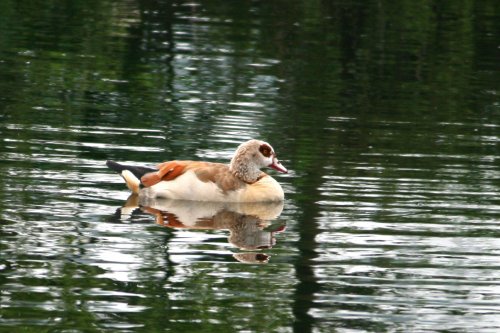 Egyptian Goose.