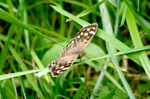 Speckled Wood Butterfly.