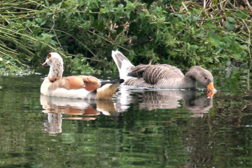 Egyptian Goose and Friend.