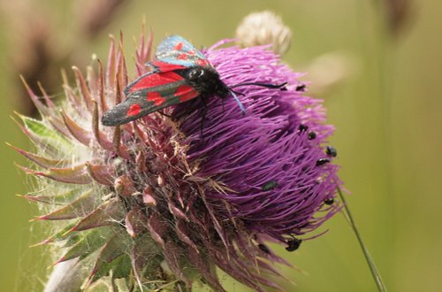 5 Spot Burnet Moth, White Horse Downs, Uffington, Oxon.