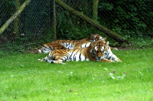 A couple of Tigers.