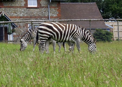 Zebras in the park.