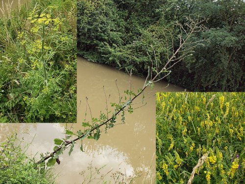 Three unusual wild flowers, Fenny Compton