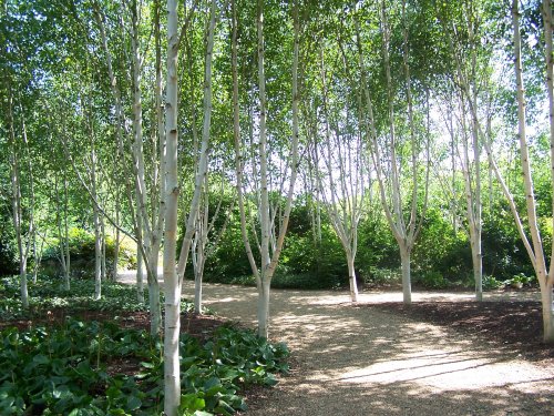 Silver Birch