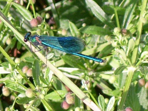 Damsel fly