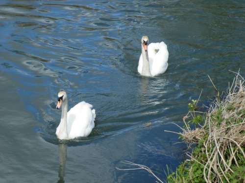 Swans