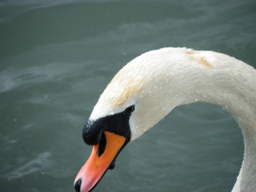 Swan