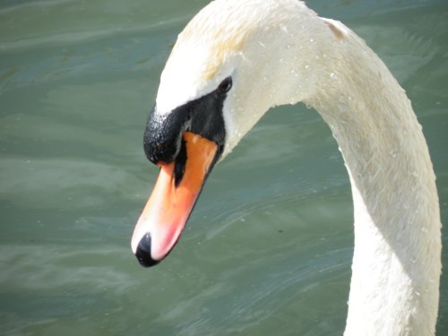 Swan