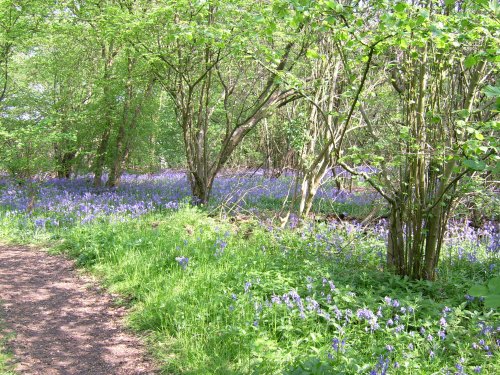 Bluebells