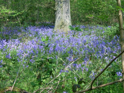 Bluebells