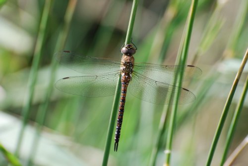 Common Hawker male