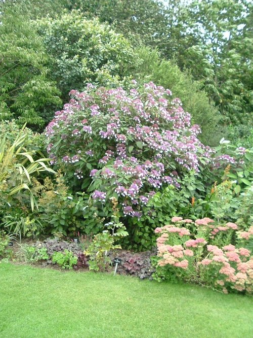 Lacecap Hydrangea at Trelissick Garden