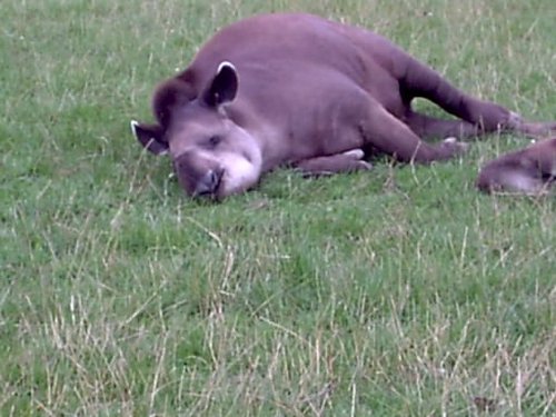 Tapir