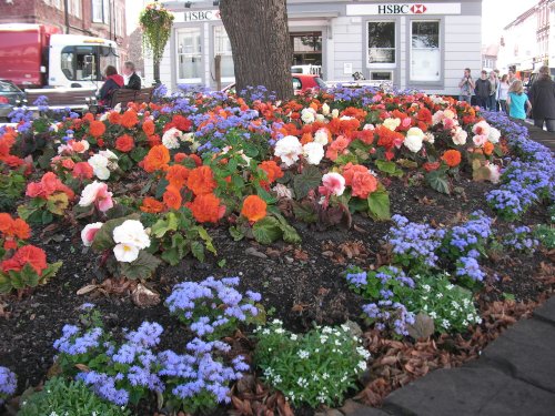 Flowers in the main street, Minehead.