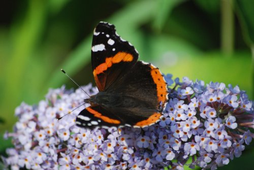 Red admiral