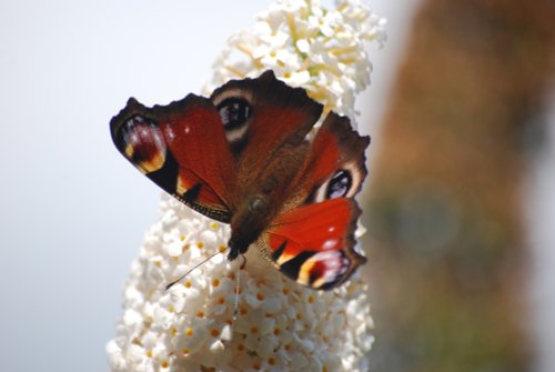 Peacock butterfly