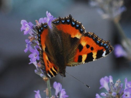 Tortoiseshell butterfly