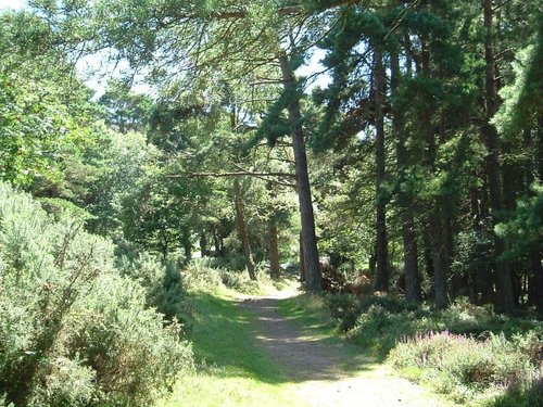 A Walk through the Exmoor forest, Somerset