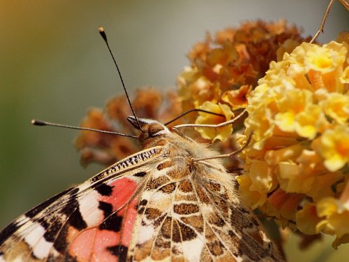 Painted Lady butterfly, Steeple Claydon, Buckinghamshire