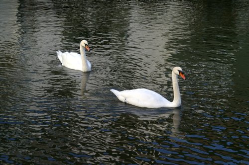 Even Swans like Polperro harbour.