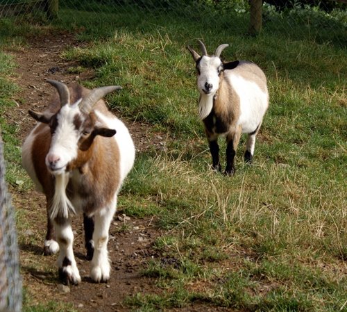 Just a couple of old Goats.